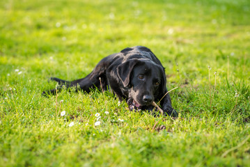 Black Labrador Retriever playing with a stick in a green meadow