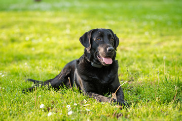 Black Labrador Retriever playing with a stick in a green meadow