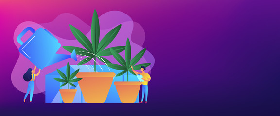 Farmers with watering can growing cannabis in pots. Cannabis cultivation, CBD cultivation business, sungrown indoors or greenhouse concept. Header or footer banner template with copy space.