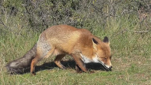 Rotfuchs
