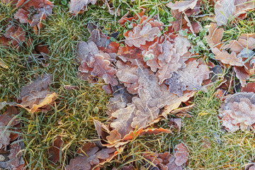 Frozen fallen leafs on grass. Cold autumn and winter seasonal decorative concept.