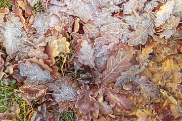 Fallen yellow and brown oak leaves with white frost. Abstract nature background wallpaper design.