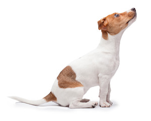 Petit chien Jack Russell Terrier isolé sur fond blanc