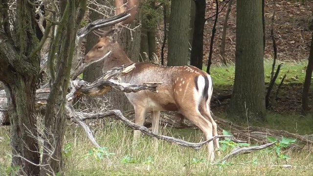 Damhirsch fegt Geweih
