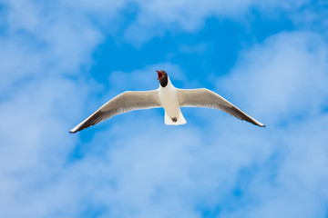 Möwe im Flug - Möve im Flug