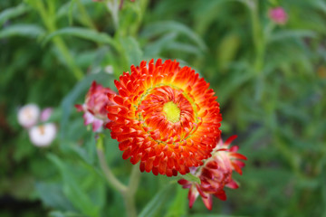 Beautiful flower blossoms