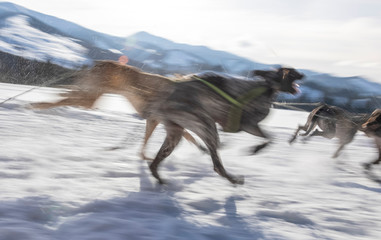 Fototapeta na wymiar sled dogs race, dynamics of motion, blurred with fast motion
