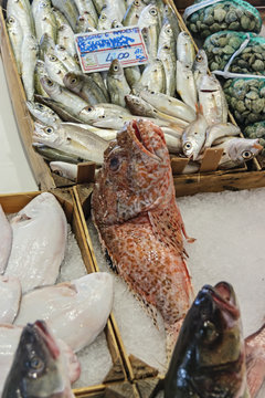 Mercato della frutta della verdura e del pesce Ventimiglia banco pesce