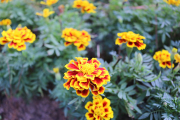 Beautiful flower