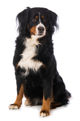 Bernese mountain dog isolated on white background