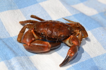 Crab on the blanket.