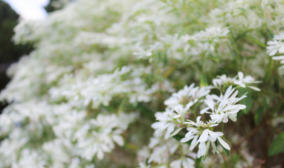 White small flower in soft blur style