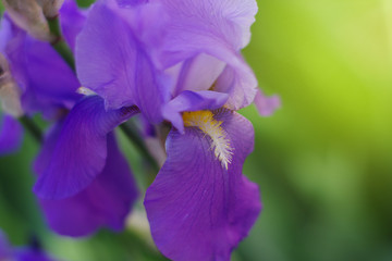 Violet iris against sunlight bright background. Beautiful iris flower background