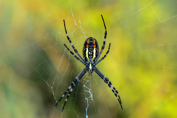Beautiful spider on a spider web- Stock Image     