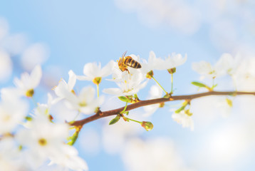 Honey bee Spring season abstract nature background