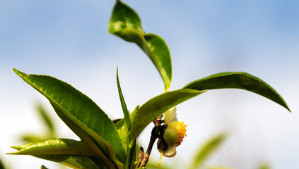 Green tea leaves background bushes