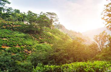 Obraz premium Green tea leaves background bushes