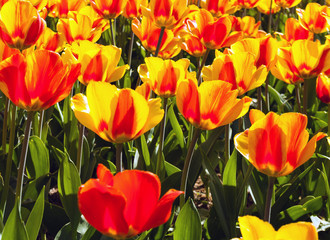 Easter day multicolor tulip