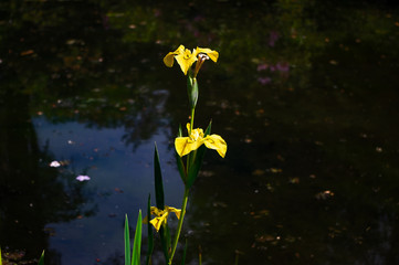 yellow iris by the pond