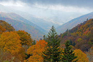 In fall colors, top of the Smoky Mountains on a foggy morning.