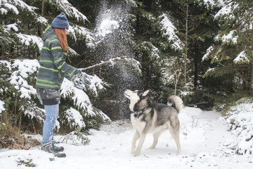 Husky dog runs in the woods with a girl. Play in the snow. Winter fun with a pet