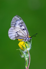 Closeup  beautiful butterflies sitting on flower