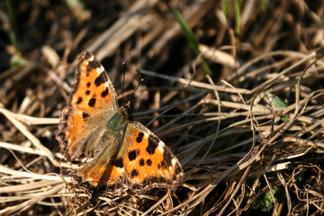 butterfly sits on spreading grass summer time