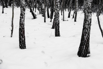 Snowy birch forest in winter with footprints between trees