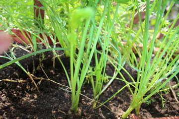 Plant seedlings in my organic terrace