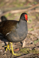 Close up of a Moorhen (Gallinula chloropus)