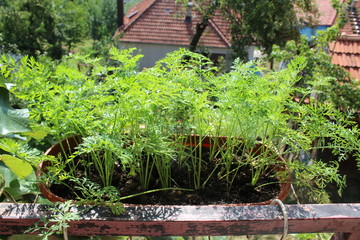 Fototapeta na wymiar Plant seedlings in my organic terrace