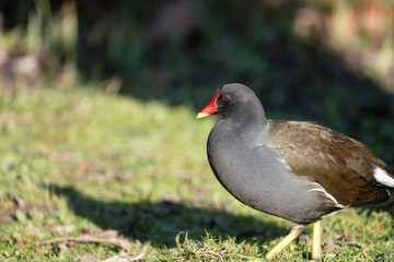 Close up of a Moorhen (Gallinula chloropus)