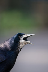 Close up of a the head of a Rook (Corvus frugilegus) calling