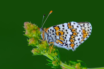 Closeup  beautiful butterflies sitting on flower