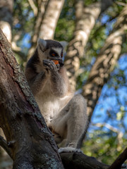 lemur eats fruit, lemur sits on tree