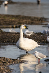 Bewick's Swan (Cygnus columbianus)