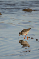 Common Redshank (Tringa totanus)