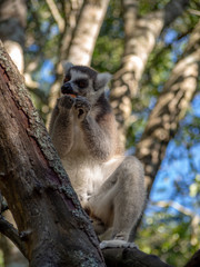 lemur eats fruit, lemur sits on tree
