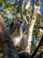 lemur eats fruit, lemur sits on tree