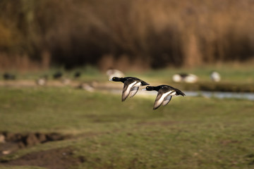 Two Tufted Ducks  (Aythya fuligula) in flight