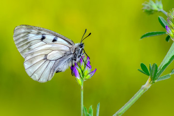 Closeup  beautiful butterflies sitting on flower