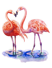 Two lovers pink flamingo standing in water isolated on white background. Watercolor illustration