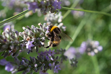 Bumblebee on lavender