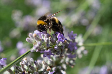 Bumblebee on lavender