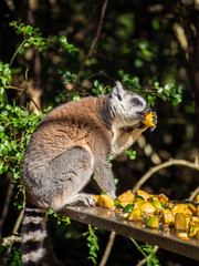 funny lemur bites fruit, lemur sits on table with fruits