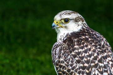 Bird of prey against a green background