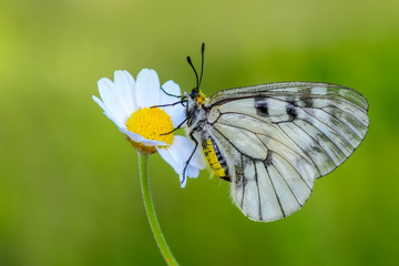 Closeup  beautiful butterflies sitting on flower