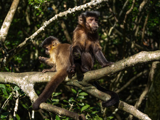 Naklejka na ściany i meble two young monkeys sitting on the tree and eating, sanctuary, south africa