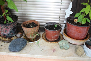 Plant seedlings in my organic terrace