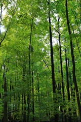 Fototapeta na wymiar Tall trees in the dense forest